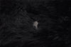 Authentic FENDI Vintage Shoulder Tote Bag Purse Fur Leather Black 5068I