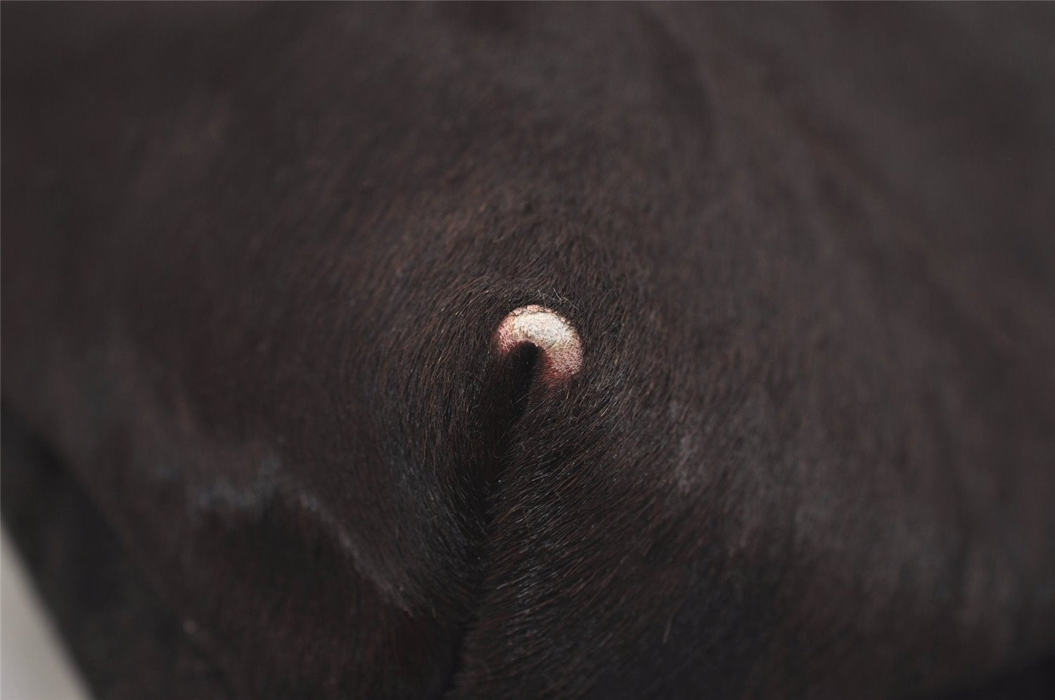 Authentic GUCCI Vintage Shoulder Bag Unborn Calf Leather Brown 6592J