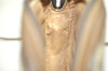 Authentic GUCCI Web Sherry Line Shoulder Bag GG PVC Leather Brown Junk 9322I